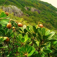 Mangifera zeylanica (Blume) Hook.f.